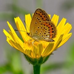 Plebejus argyrognomon