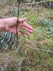 Cullen australasicum