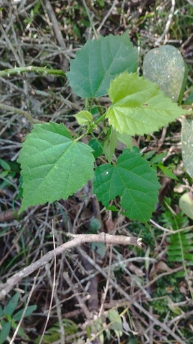 Byttneria observed 2026-09-20