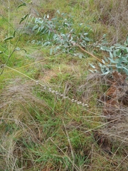 Cullen australasicum