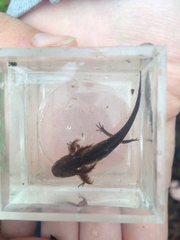 Ambystoma