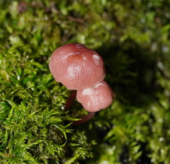 Mycena kurramulla