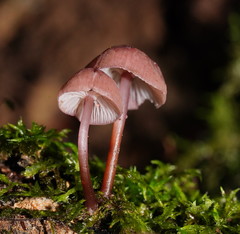 Mycena kurramulla