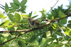 Vireo altiloquus