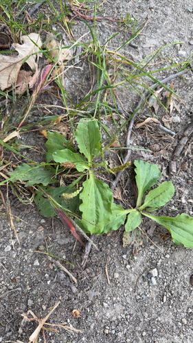 greater plantain