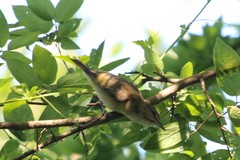 Vireo altiloquus