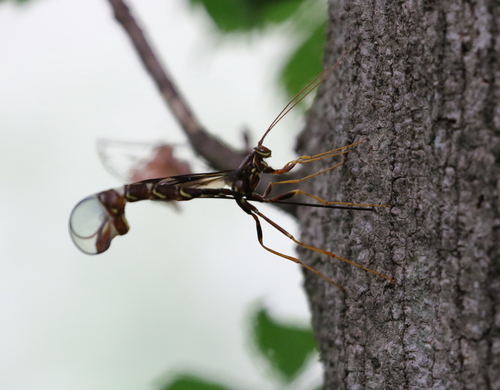 Long-tailed giant ichneumon wasp