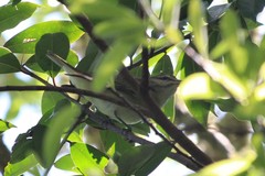 Vireo altiloquus