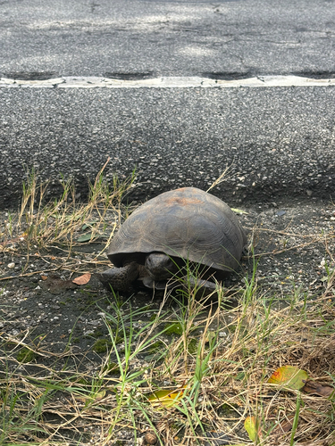 Gopher Tortoise