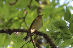 Vireo altiloquus