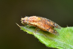 Paracantha culta