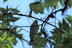 Vireo altiloquus