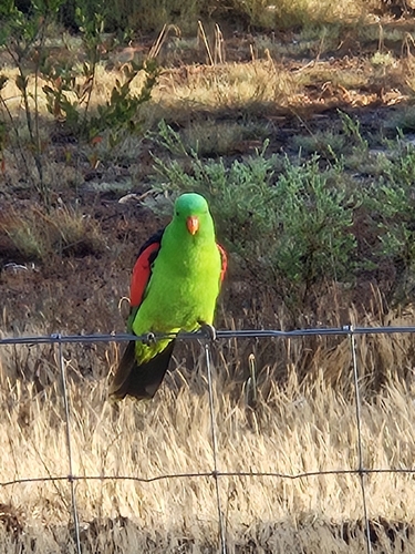 Red-winged Parrot