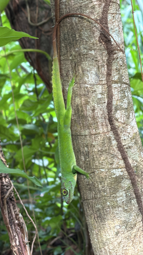 Cuvier's Anole