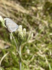 Celastrina lucia