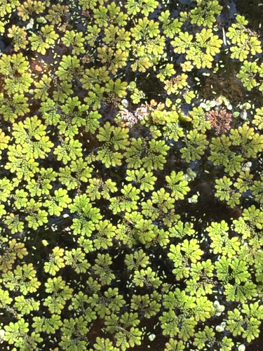 Azolla caroliniana, 2026-10-10