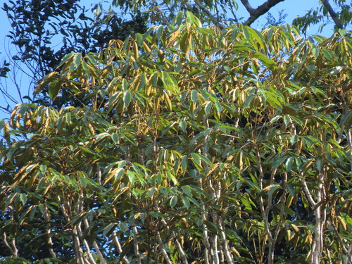 Didymopanax morototoni, 2026-09-20