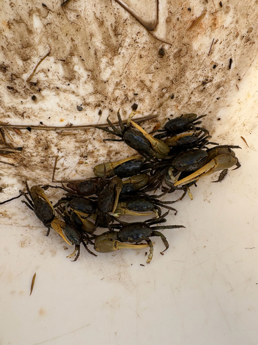 Mud Fiddler Crab
