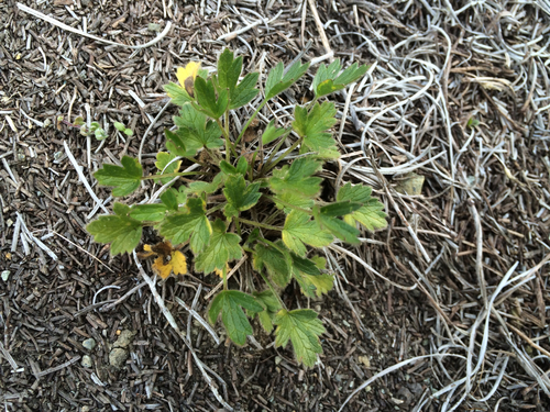 California Buttercup foliage