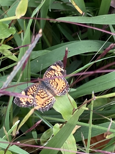 Pearl Crescent