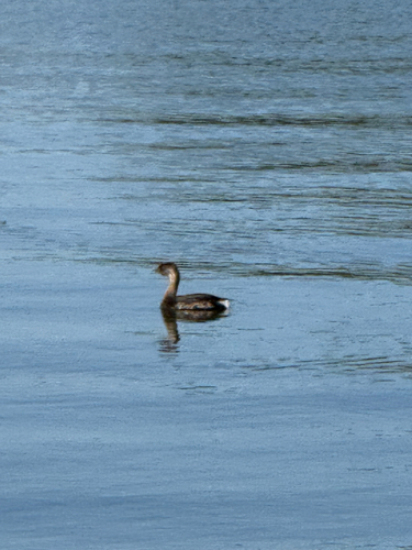 Pied-billed Grebe