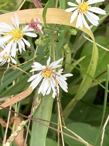 panicled aster