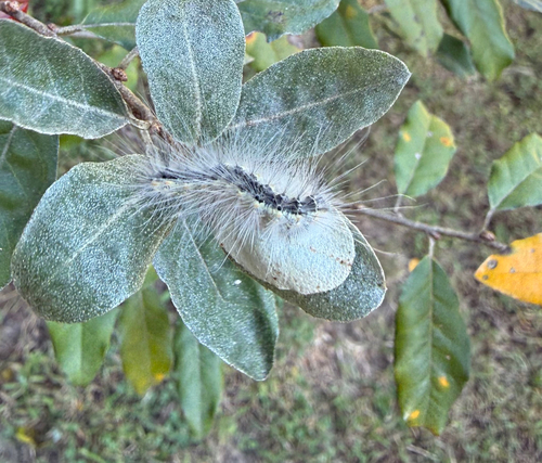 Fall Webworm Moth