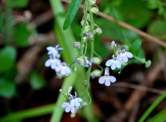 Lobelia homophylla