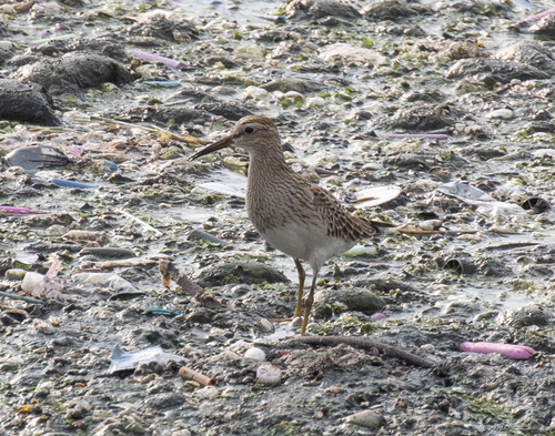 Calidris melanotos observed 2026-10-02