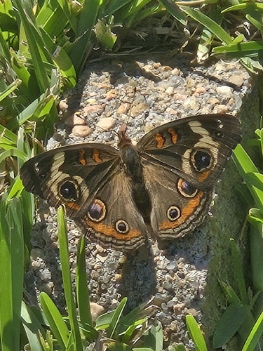 Common Buckeye