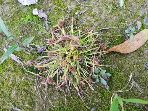 Cyperus michelianus