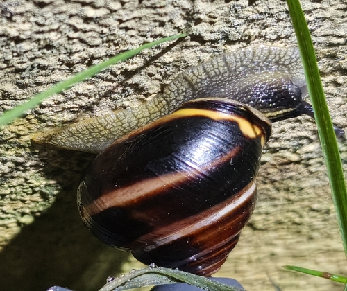 Brown-lipped Snail