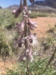 Delphinium wootonii