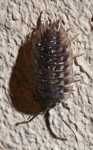 Common Shiny Woodlouse