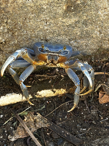 Blue Land Crab