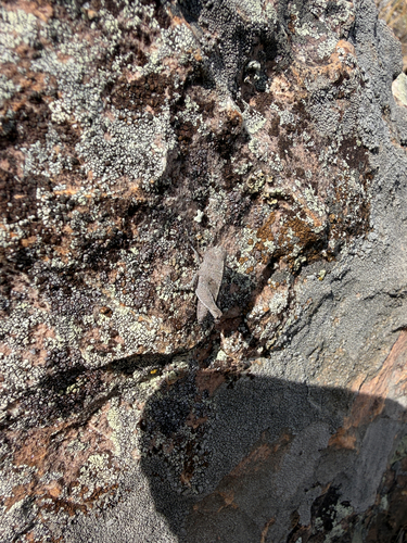 Speckle-winged Rangeland Grasshopper