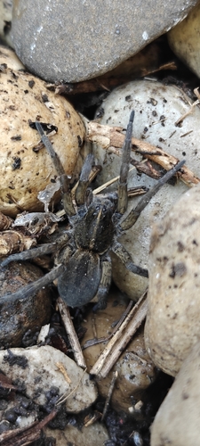 Wetland Giant Wolf Spider