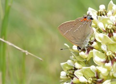 Satyrium favonius