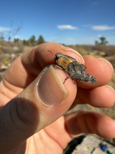 Speckle-winged Rangeland Grasshopper