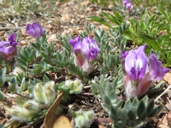 Oxytropis multiceps