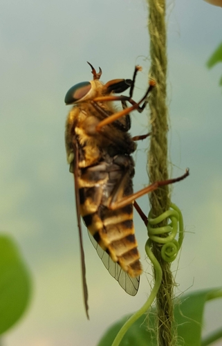 Dark Giant Horse Fly