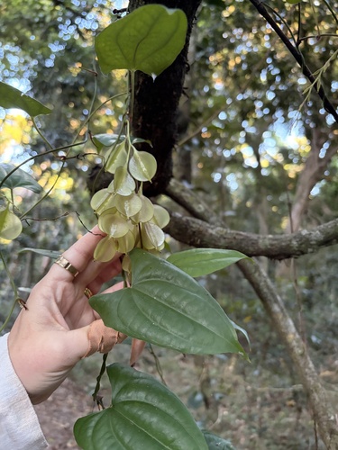 Dioscorea transversa, 2026-10-11