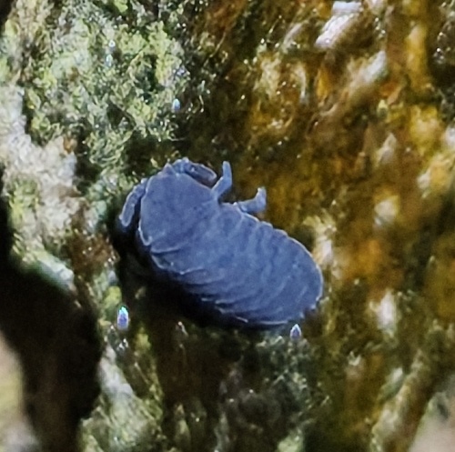 Tetrodontophora bielanensis