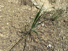 Elymus glaucus
