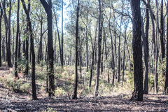Eucalyptus sideroxylon