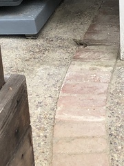 Sceloporus occidentalis