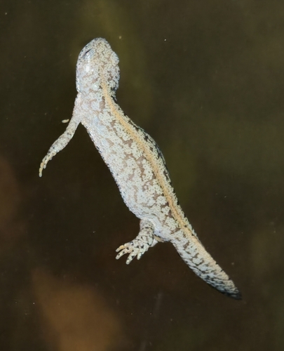 Alpine Newt