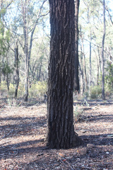 Eucalyptus sideroxylon