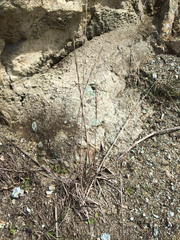 Elymus glaucus