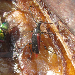 Pseudostrangalia cruentata